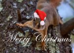 Christmas Santa Squirrel