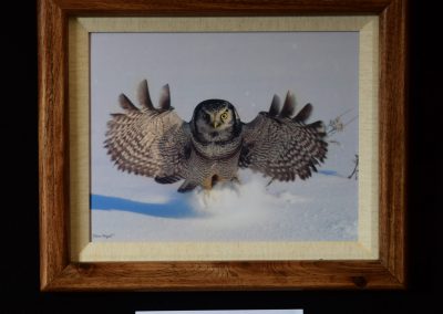 Northern Hawk Owl “Havin’ a Hoot”